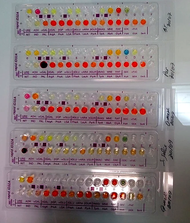 Five rapid ID 32 A biochemical test strips with coloured wells, one labelled S. felix