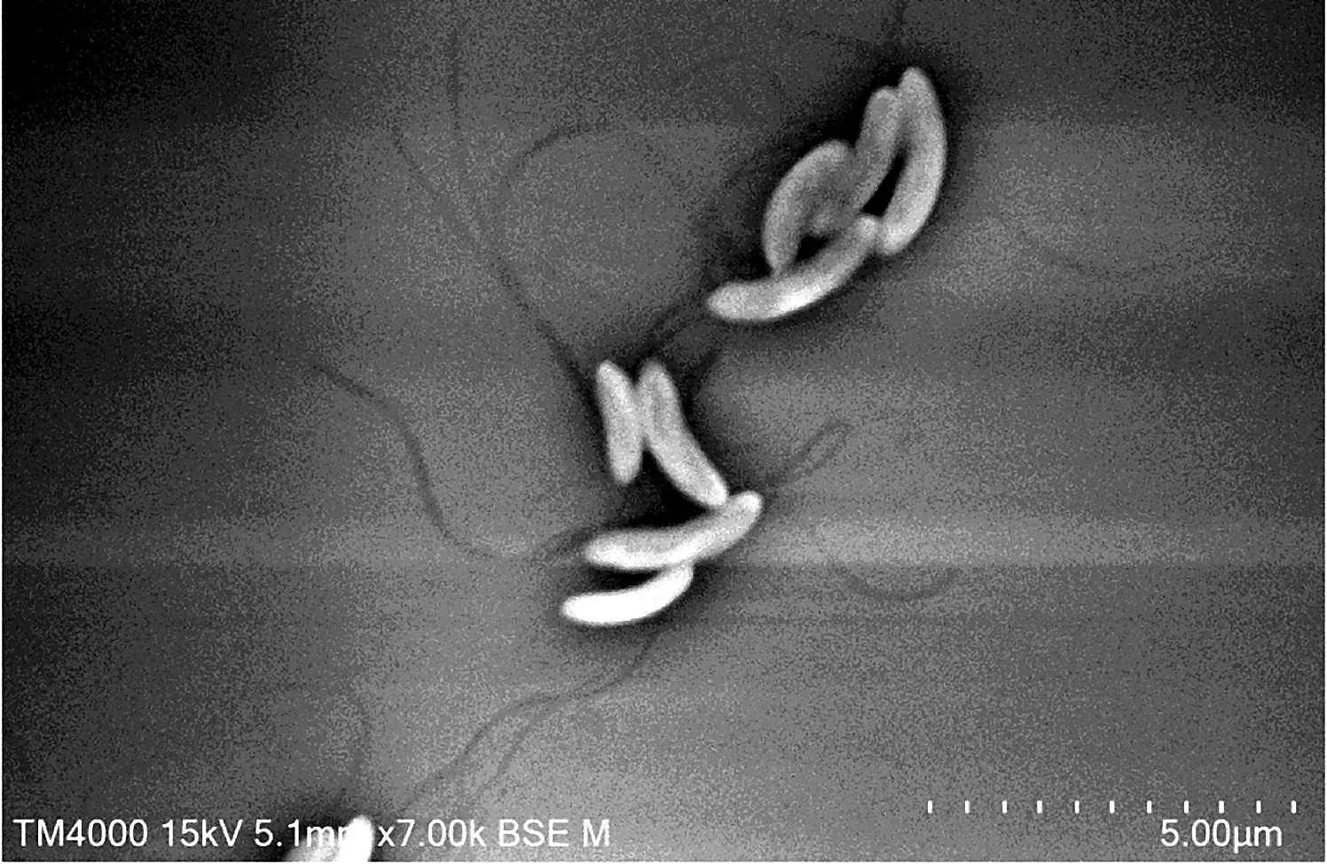 Scanning electron micrograph of curved rod-shaped bacteria with flagella, scale bar 5 micrometres